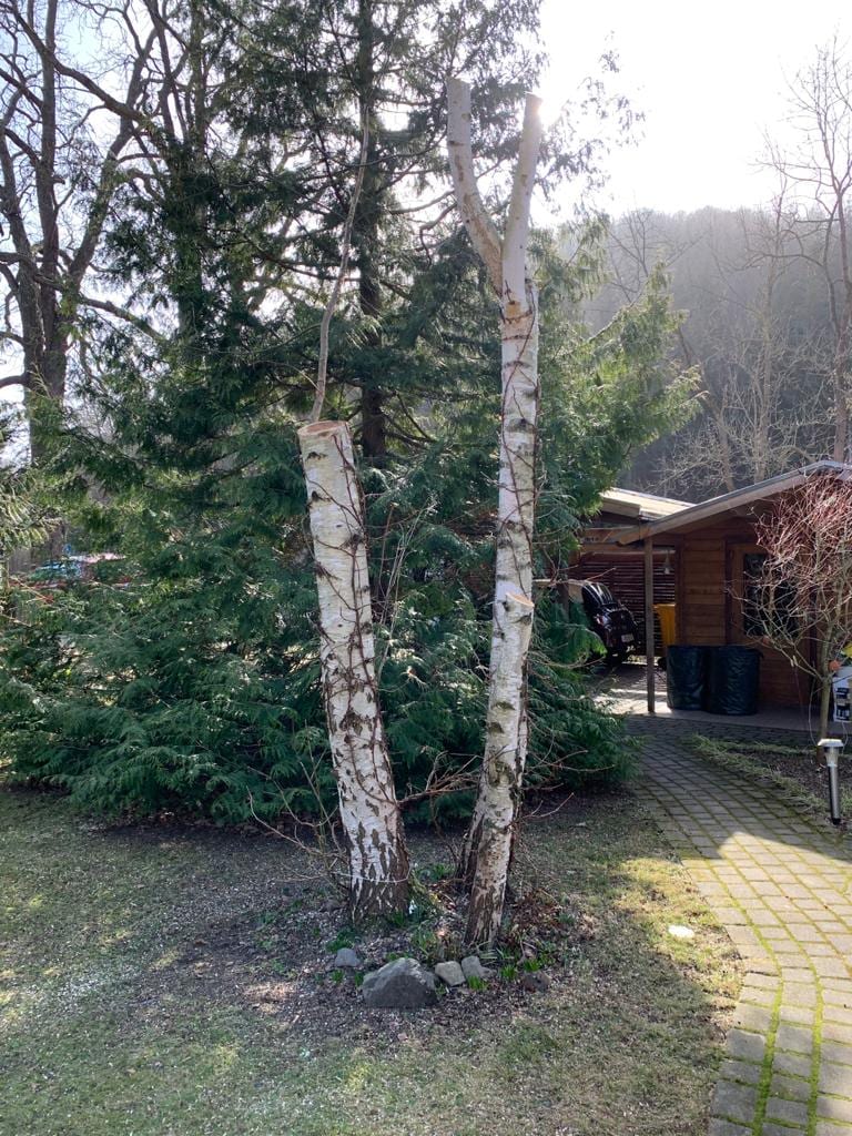 Baumschnitt
