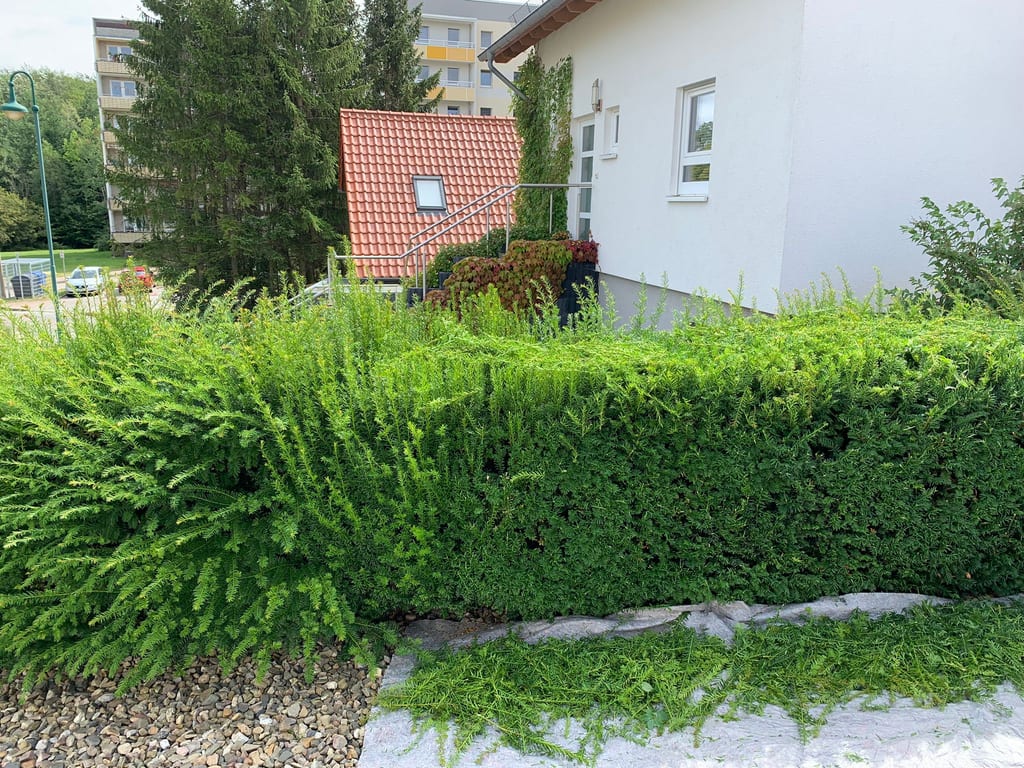 Heckenschnitt